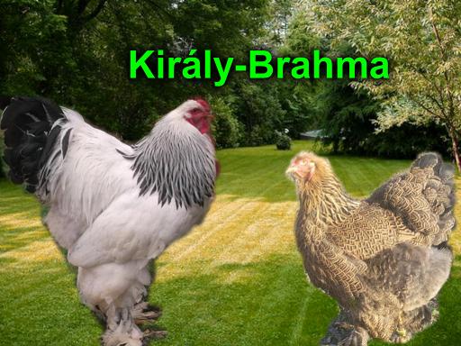 kiraly-brahma